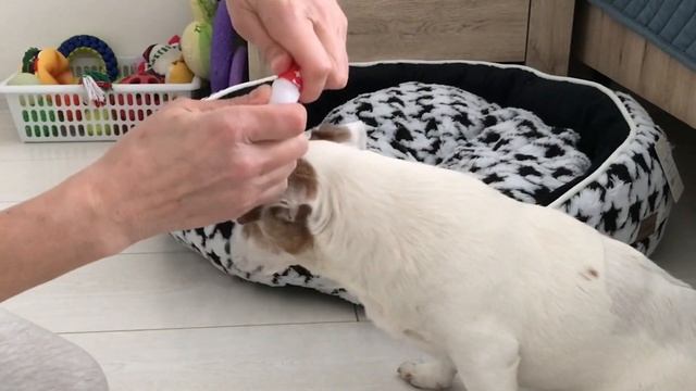 Светящиеся ошейники для собак. Как обрезать светодиодный ошейник. Обзор популярных моделей ошейнико смотреть онлайн