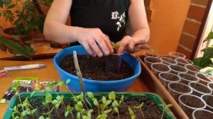 ПИКИРОВКА БАКЛАЖАН В МАРТЕ .