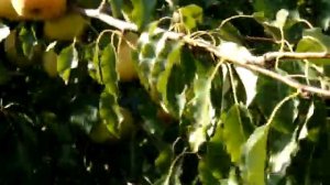 Груша сорт Память Яковлева