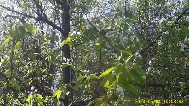 Опыление  Груши  во время Цветения.