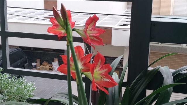 Hippeastrum Vittatum смотреть онлайн