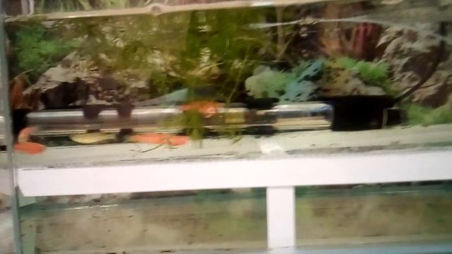 Икра тернеций ГЛО и данио. Челлендж Аква Алфавит. смотреть онлайн