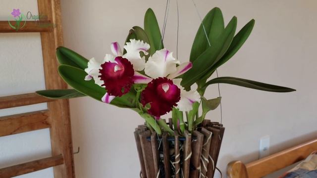 🔴 Blc. Ann Cleo Laina - Te conto tudo que fiz para obter essa linda FLORAÇÃO!! смотреть онлайн