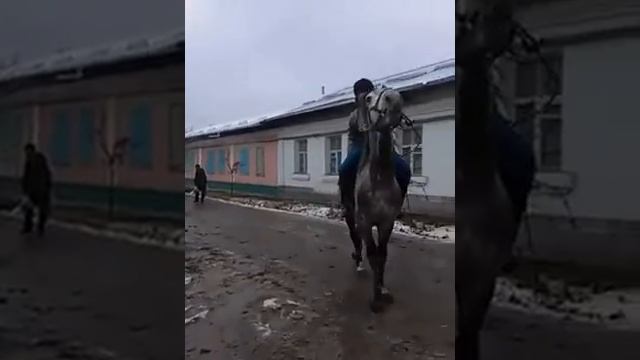 Самые хорошие лошади в Киргизии смотреть онлайн
