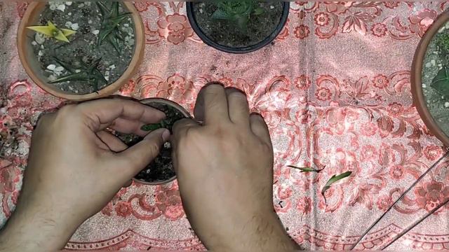 Gasteria Flow Lace Aloe Succulent Plant Propagation Repot смотреть онлайн