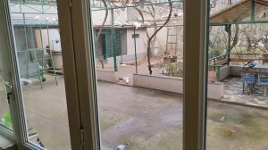 Бойние голуби. Чеснок для голубей. 21.12.22 Грузия. Тбилиси