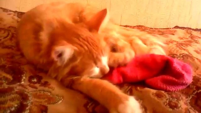 Рыся. Кот и его снотворное. смотреть онлайн