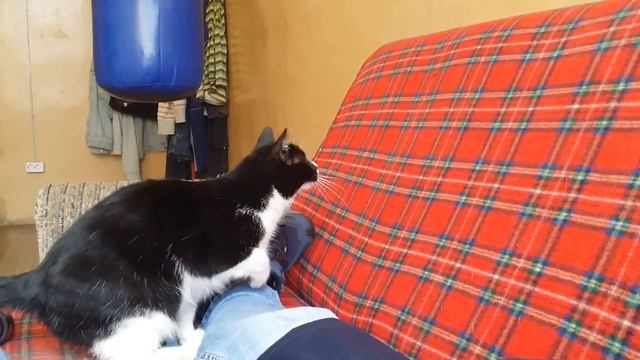 Катя мухоловка