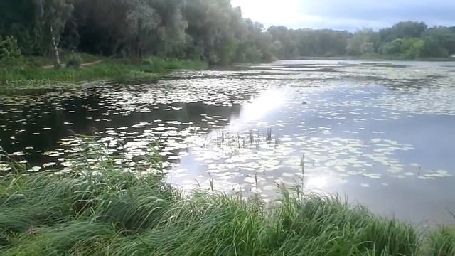 Серебряный Бор Водные Растения смотреть онлайн