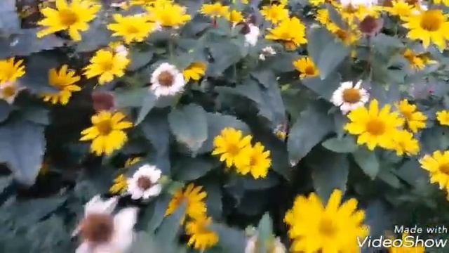 Осеннее цветение. Красота. Из серии минутное видео. смотреть онлайн