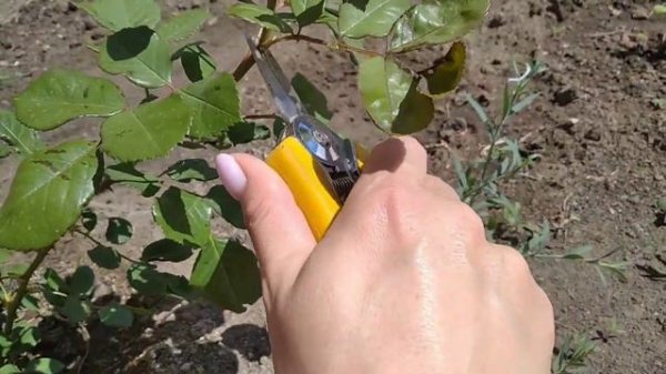 Формирование молодых кустов роз