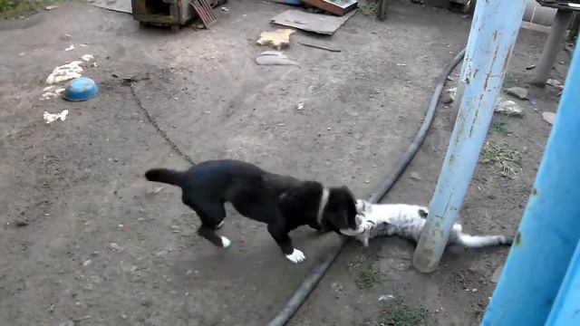 Коты в свободное любят тренировать собак , гонять медведей! смотреть онлайн