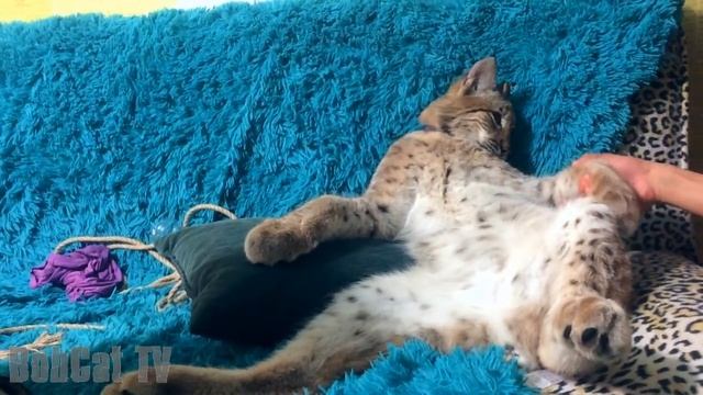 Рысь - царь смотреть онлайн