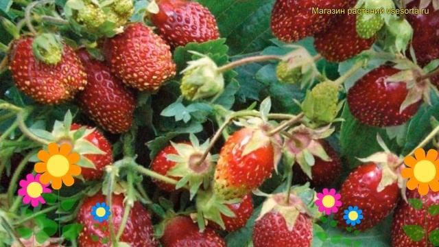 Земклуника садовая. Краткий обзор, описание характеристик, где купить саженцы fragaria пенелопа смотреть онлайн