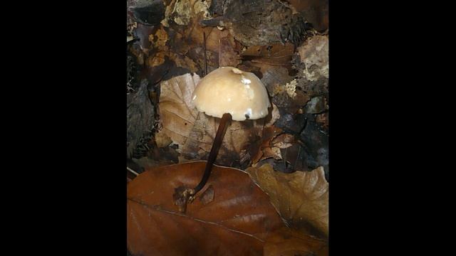 Marasmius torquescens смотреть онлайн