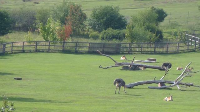 Прага. Зоопарк (15) смотреть онлайн