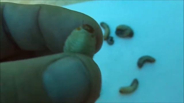 Личинки бронзовки и майского жука. смотреть онлайн