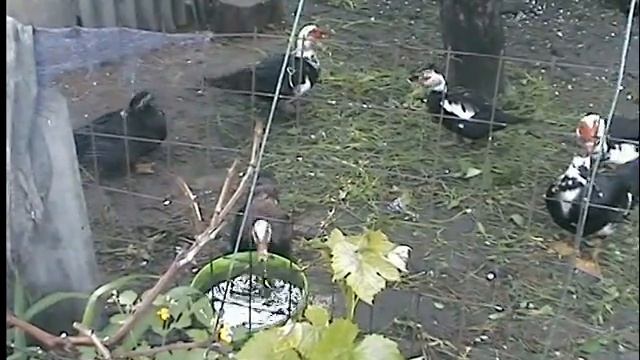 индоутка, мулард, (indoda) смотреть онлайн