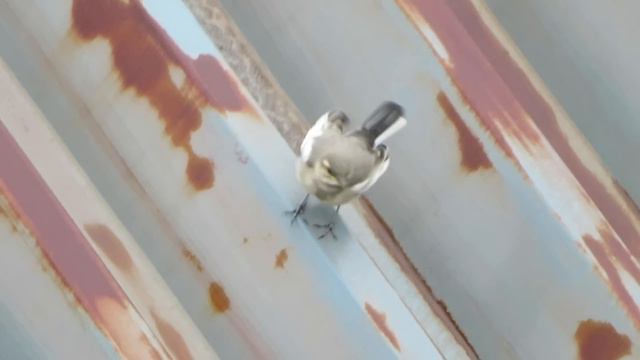 ハクセキレイのセキ助＆モミ子 - 続・子育てと雛の成長の記録（中編） смотреть онлайн