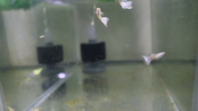 Twin Cities Guppies Fish Room Update смотреть онлайн
