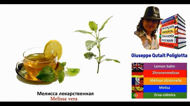 MULTILINGUAL PICTURE DICTIONARY Dizionario per immagini multilingue [Video 31] смотреть онлайн