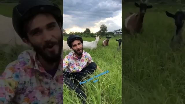 Сотни коз раскидали по селу свои какашки…какашки смотреть онлайн
