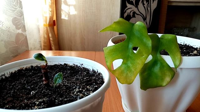 Цветы-малыши, часть 1-я ?