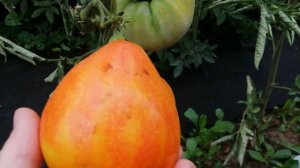 ТОМАТ СОКРОВИЩЕ ИНКОВ. Обзор сорта