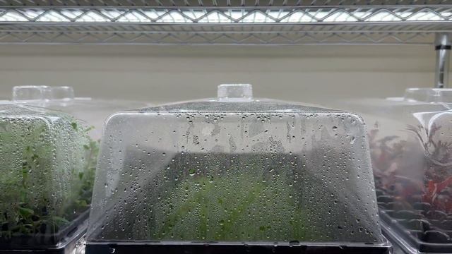 New Aquarium Plant Rack - Propagation Domes - Rooted Water Wisteria!!! смотреть онлайн