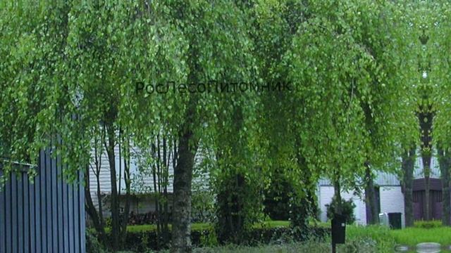 Береза повислая или бородавчатая (Betula pendula) смотреть онлайн