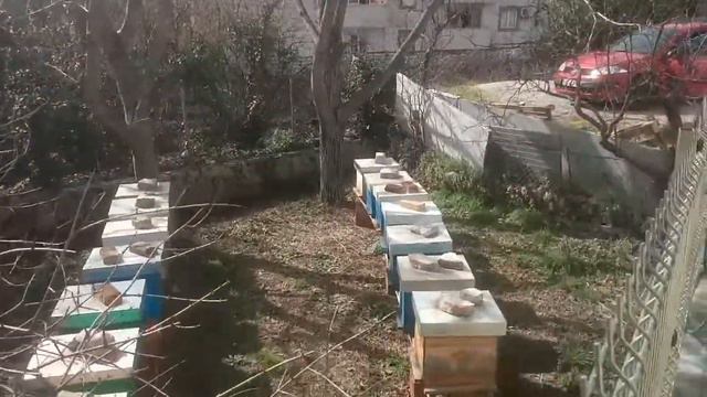 Городская пасека. В Черногории. смотреть онлайн