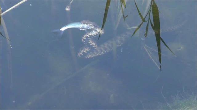 Snake Hunts For Fish / Водяной уж охотится на рыбу
