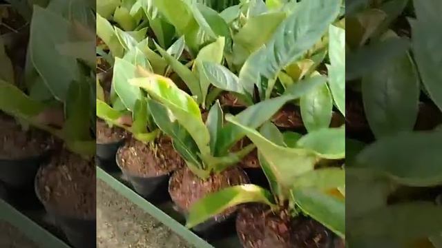 Jual Tanaman Hias Anthurium Jemani WA - 081217071006