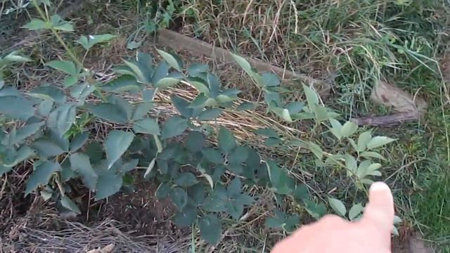 Размножение (укоренение) ежевики верхушками побегов смотреть онлайн