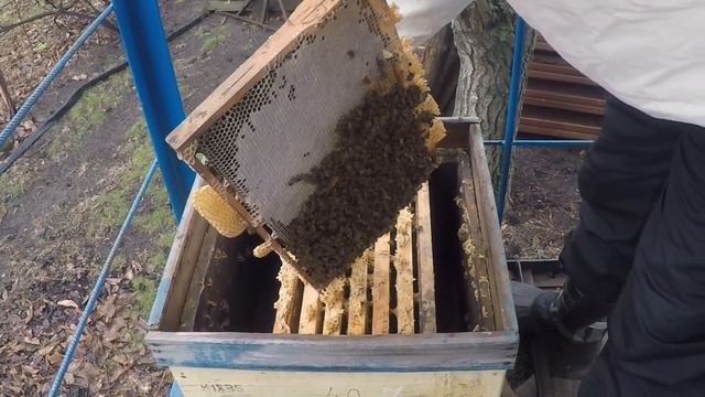 Зимовка пчел Как сохранить пчел зимой Расплод зимой смотреть онлайн