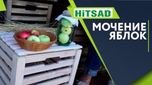 Лучшие Рецепты Моченых Яблок  Как хранить Яблоки   Советы садоводам от хитсад тв
