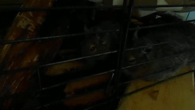 ДЕГУ ЗАСЫПАЮТ ПОД КОЛЫБЕЛЬНУЮ смотреть онлайн