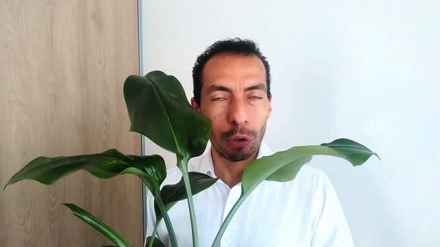 Planta de la PROSPERIDAD o BILLETÓN. Eucharis amazonica смотреть онлайн