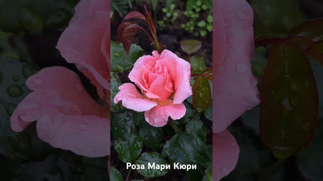 Роза Мари Кюри/ Rose Marie Curie смотреть онлайн