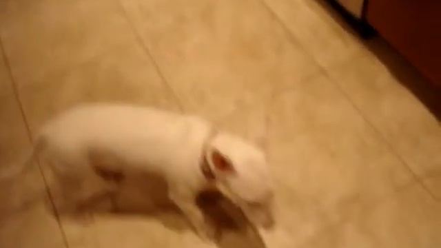 Bull Terrier Miniature Puppy-Petunia - Tricks For Treats