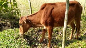 Корова мычит / The cow goes Moo