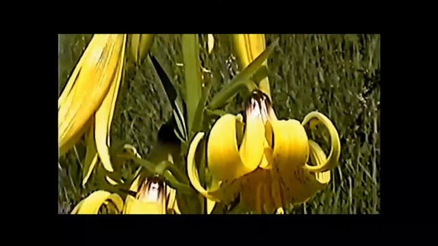 Цветущая июньская гора Бештау. 2005г. Край Ставроп.. смотреть онлайн