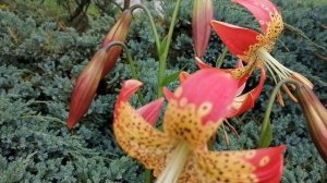 лилия Фьюжн 2023 ~02