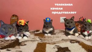 заставки котинет Канал качели 2023@kotiynet