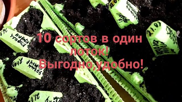 10 сортов в один лоток смотреть онлайн