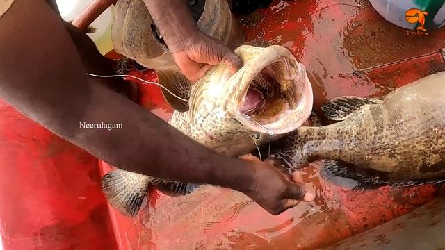 GROUPER FISH CATCHING IN THE SEA смотреть онлайн