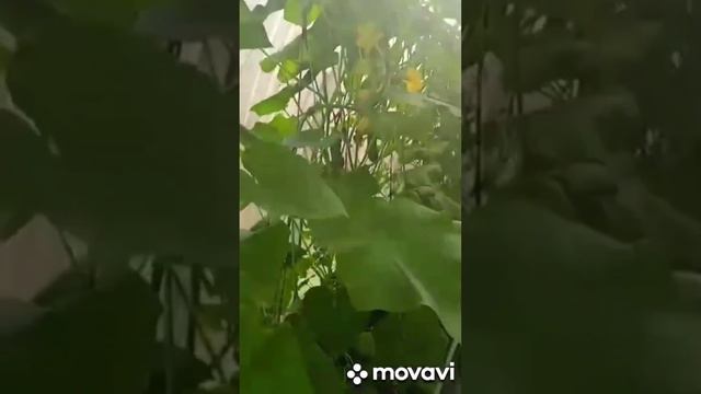 супер подкормка для огурцов, после этой подкормки огурцы завалят вас гигантским урожаем смотреть онлайн