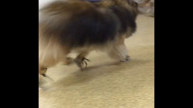 Первые ботиночки Мафина! смотреть онлайн