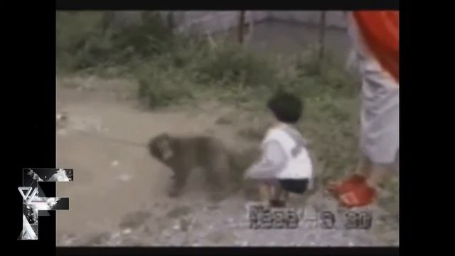 Самые популярные животные инета смотреть онлайн