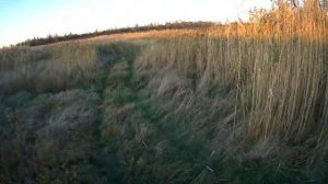 РАЗВЕДКА С ЗАРОЙ - НА ФАЗАНОВ (за день до охоты).mp4